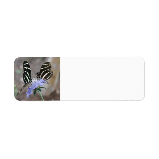 Zebra Butterflies (Front)
