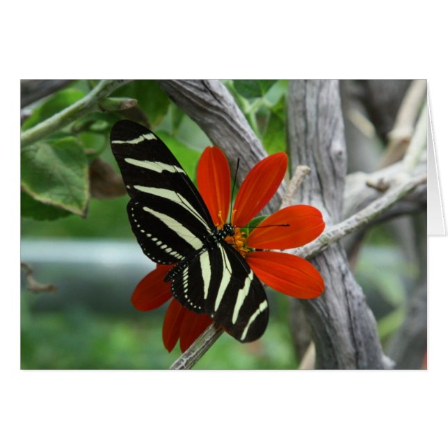 Zebra butterfly (Front Horizontal)