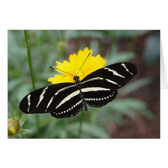 Zebra Butterfly (Front Horizontal)