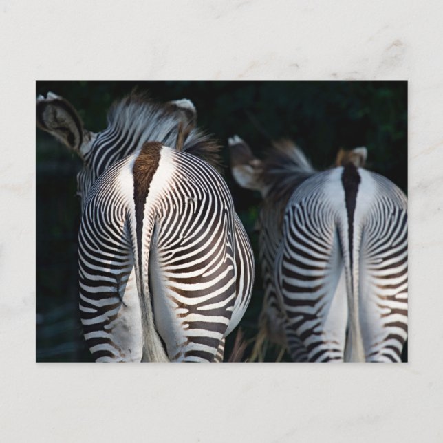 Zebra Butts Funny Wildlife Postcard (Front)