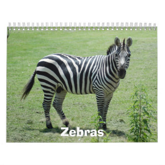 Zebra Calendar, Zebras Calendar