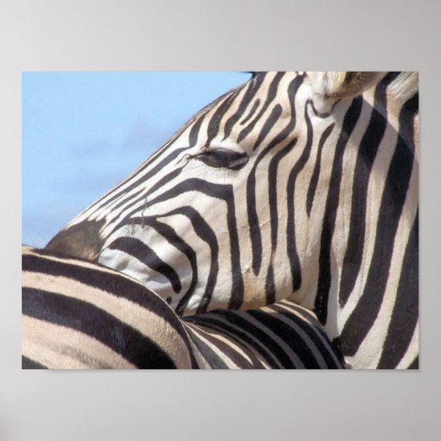 Zebra Canvas Print (Front)