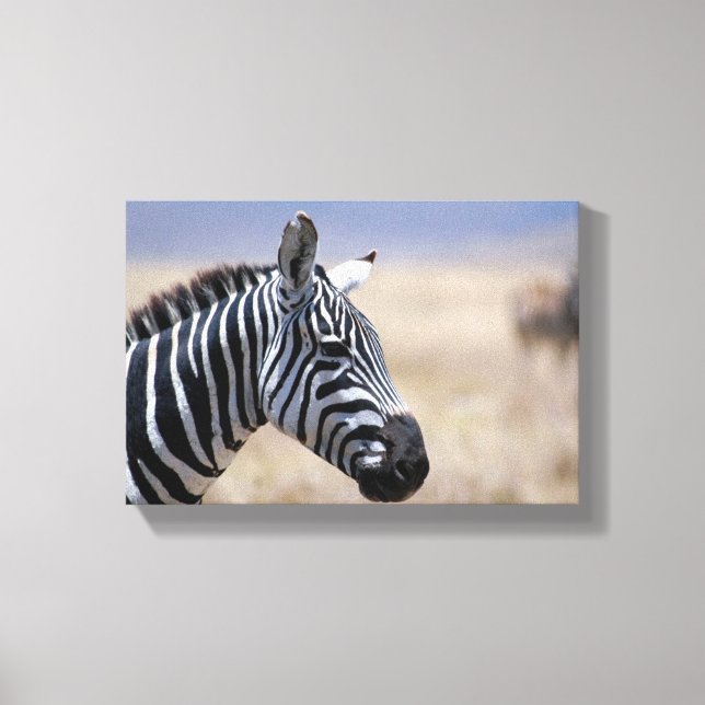 Zebra Canvas Print (Front)