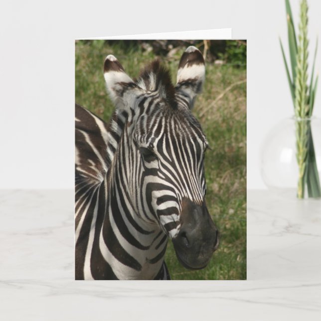 zebra card (Front)