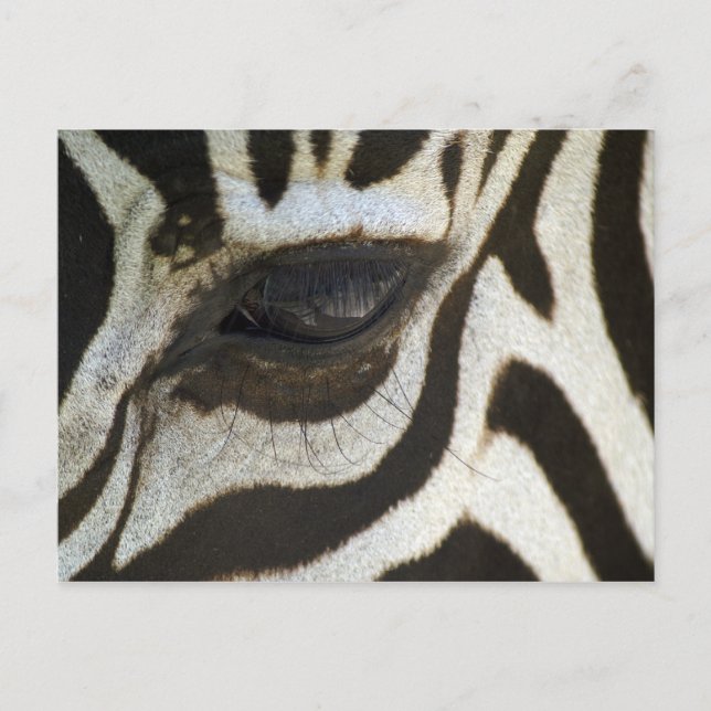 Zebra, Close-up on Eye Postcard (Front)