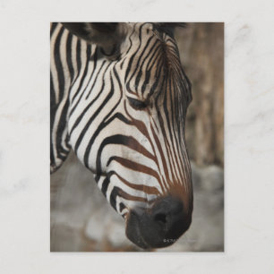 Zebra, close-up postcard