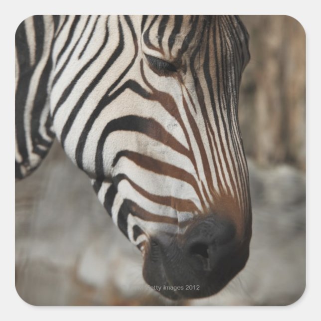 Zebra, close-up square sticker (Front)