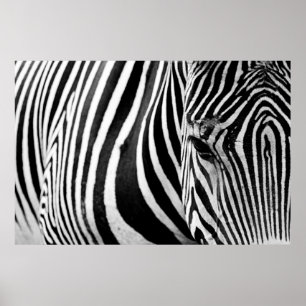 ZEBRA CLOSE-UP VIEW POSTER