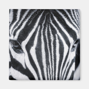 Zebra closeup image magnet