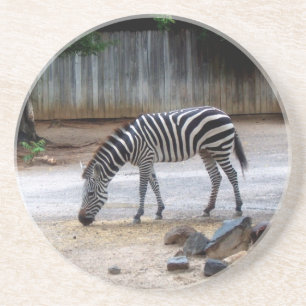 Zebra Coaster