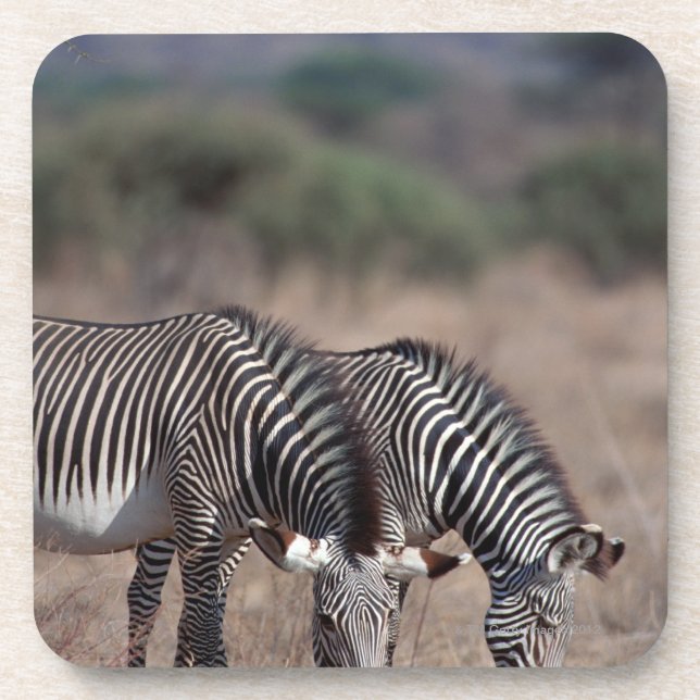Zebra Coaster (Front)