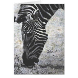 Zebra Crackle