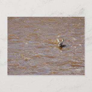 Zebra Crossing Postcard