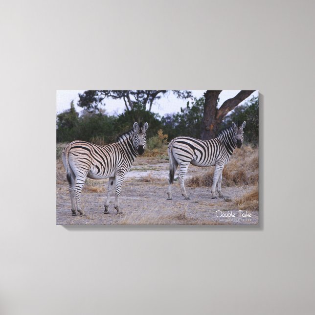 Zebra Double Take Photo Canvas Print (Front)