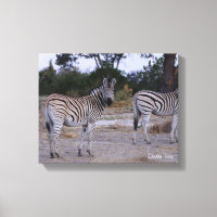 Zebra Double Take Photo