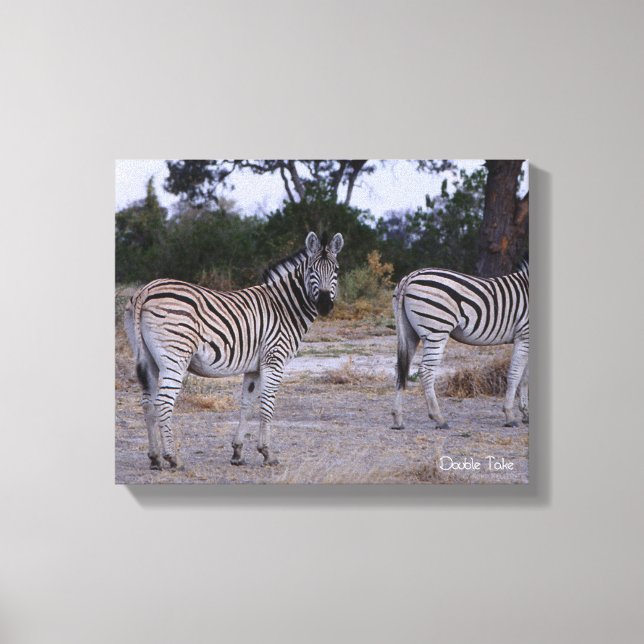 Zebra Double Take Photo Canvas Print (Front)