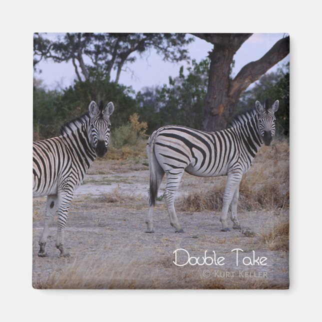 Zebra Double Take Photo Magnet (Front)