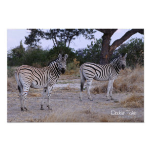 Zebra Double Take Photo Print