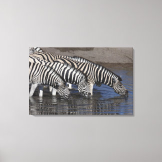Zebra (equus quagga) drinking at a waterhole in canvas print