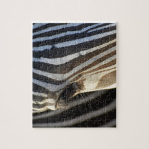 Zebra Eye Puzzle
