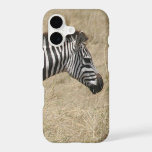 zebra face