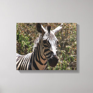 zebra face canvas print