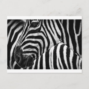 Zebra Face Postcard