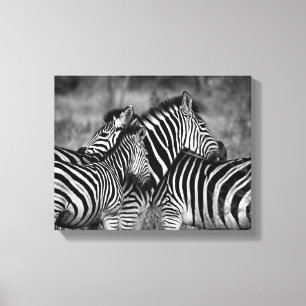 Zebra Family Canvas Print