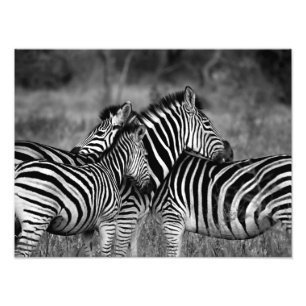 Zebra Family Photo Print