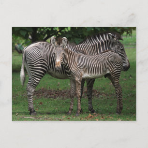 Zebra Family Postcard