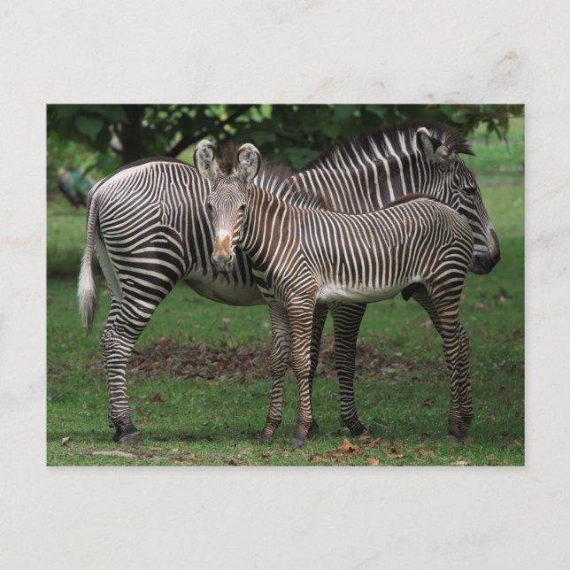Zebra Family Postcard (Front)