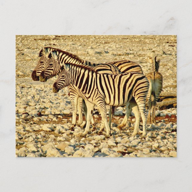 zebra family postcard (Front)