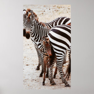 ZEBRA FAMILY POSTER