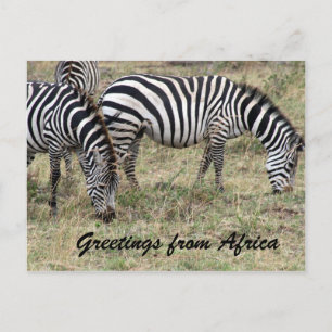 zebra feeding postcard