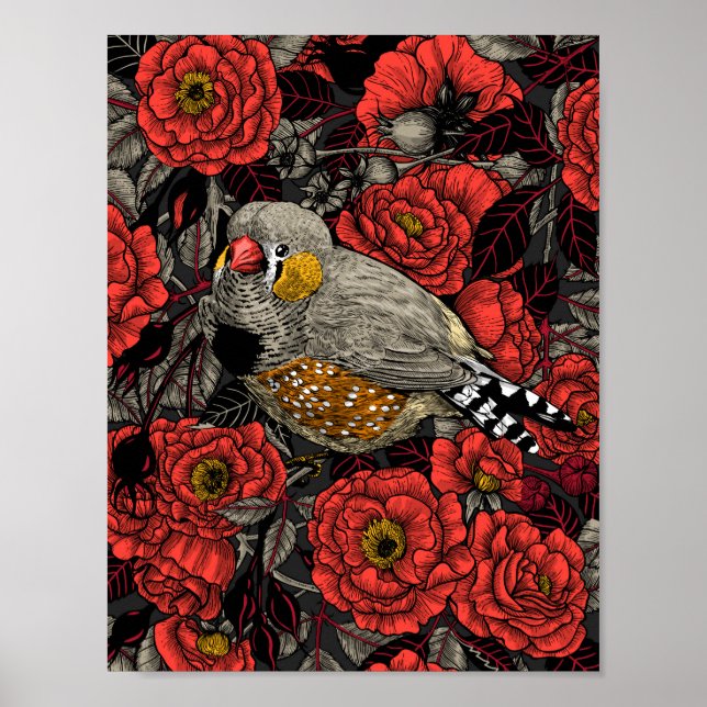 Zebra finch and red rose bush poster (Front)