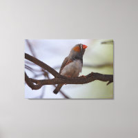 Zebra-finch