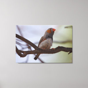 Zebra-finch Canvas Print