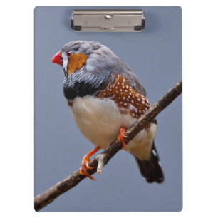 Zebra Finch Clipboard