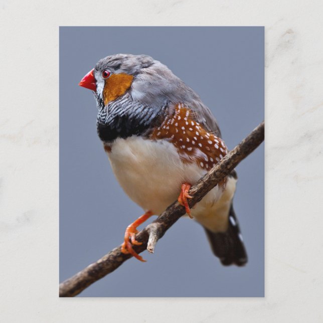 Zebra Finch Postcard (Front)