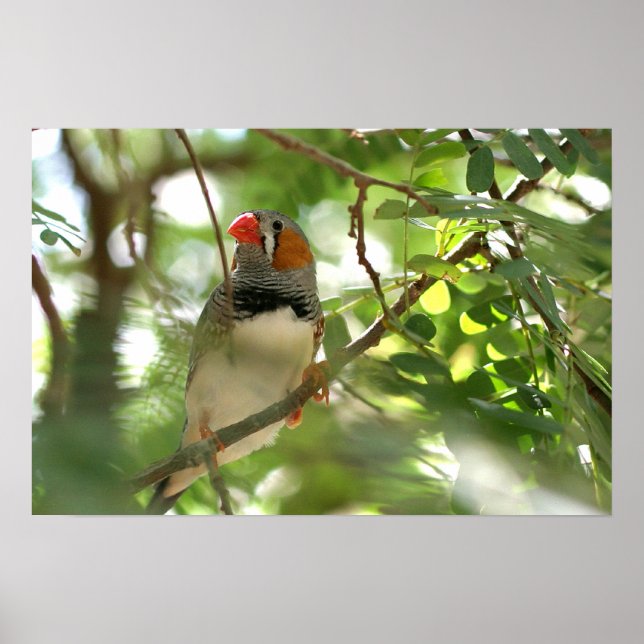 Zebra Finch Poster (Front)