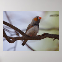 Zebra-finch
