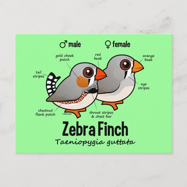 Zebra Finch Statistics Postcard (Front)