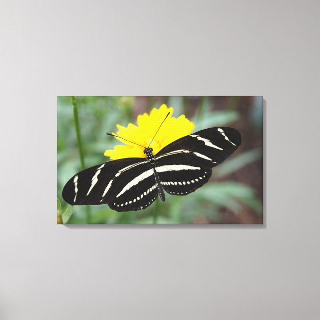 Zebra Flutterby Canvas Print (Front)