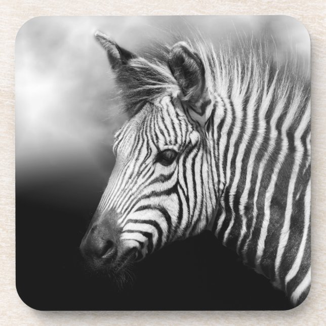 Zebra Foal Coaster (Front)