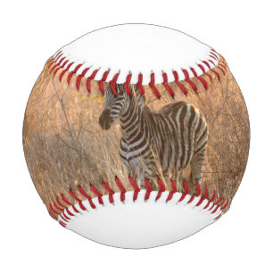 Zebra foal in morning light baseball