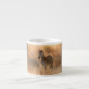 Zebra foal in morning light espresso cup