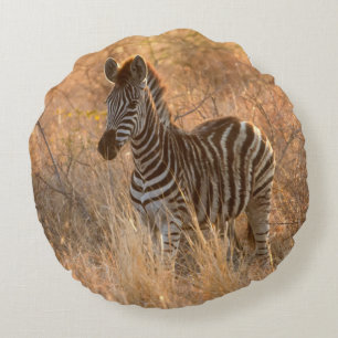 Zebra foal in morning light round cushion