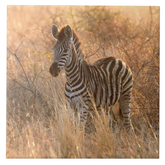 Zebra foal in morning light tile (Front)