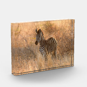 Zebra foal in morning sunrise photo block