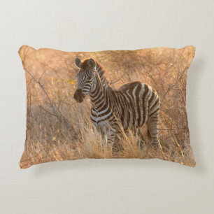 Zebra foal in morning sunrise photo decorative cushion